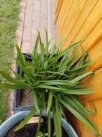 Agapanthus, Schmucklilie Schleswig-Holstein - Brunsbek Vorschau