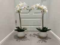 Künstliche Orchideen 75 cm weiß | Kunstpflanze Wandsbek - Hamburg Marienthal Vorschau