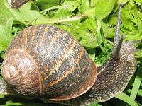 Weinbergschnecken (Cornu Aspersum) Tiny Anfänger-Set Duisburg - Rumeln-Kaldenhausen Vorschau