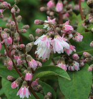 Gefüllter Sternchenstrauch 60-80cm - Deutzia scabra Plena Niedersachsen - Bad Zwischenahn Vorschau