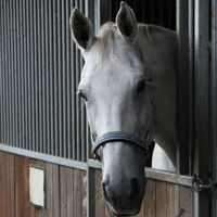 Reitschule, reiten, Reitunterricht Kreis Pinneberg - Holm Vorschau