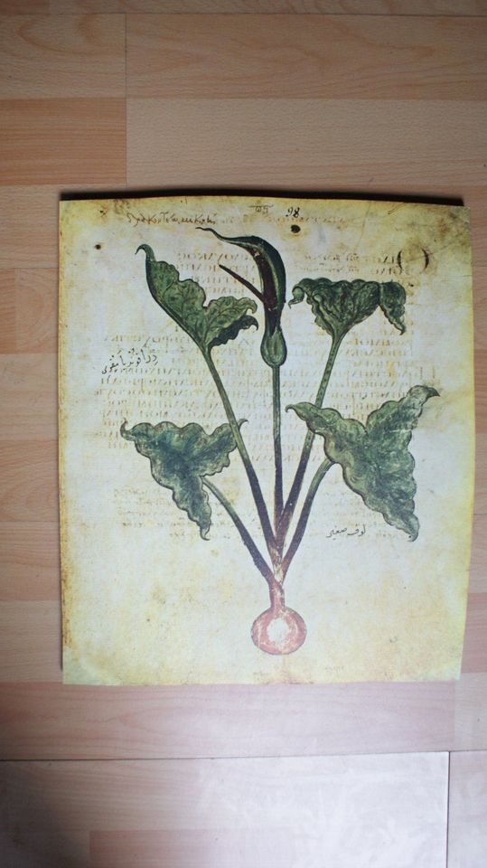 2 Bilder, Apotheke, Botanik,  Dioscurides-Pflanzenbilder in Aarbergen