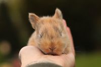 süße kleine Kaninchen / Löwenköpfchen aus Hobbyzucht Niedersachsen - Hessisch Oldendorf Vorschau