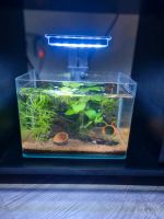 Mini Weißglas Aquarium mit Blauen Garnelen Nordrhein-Westfalen - Reichshof Vorschau