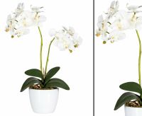 Orchideen Kunstblume 2 creme weiß farbigen Blüten 50cm #82530328 Bayern - Jettenbach Vorschau
