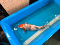 Koi -- 60cm Brandenburg - Brieselang Vorschau