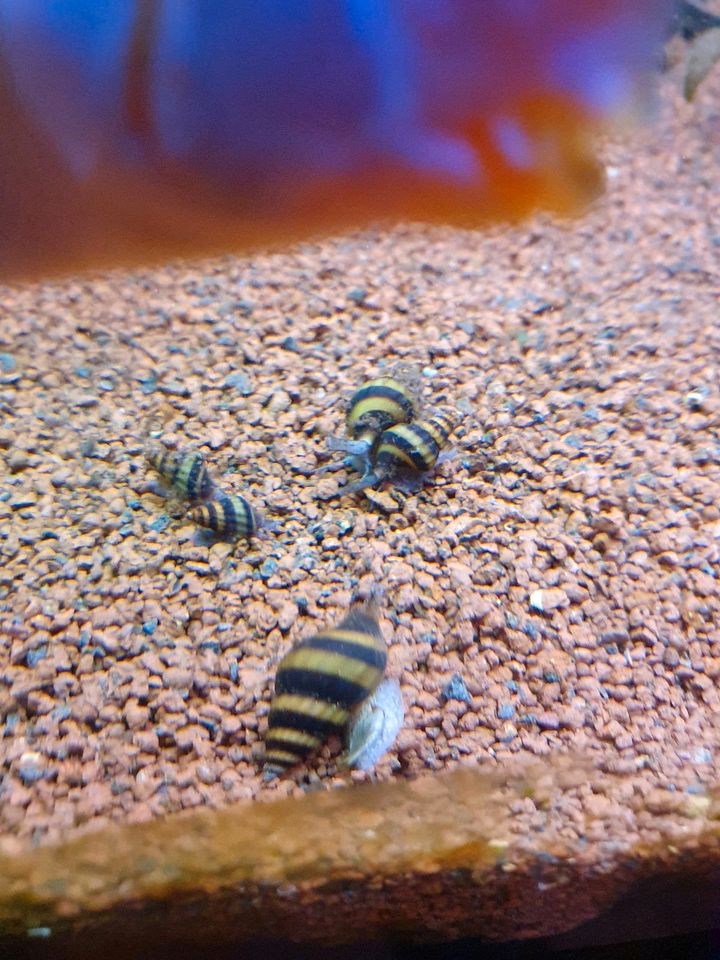 Aquarium polizei abzugeben in Wesseling