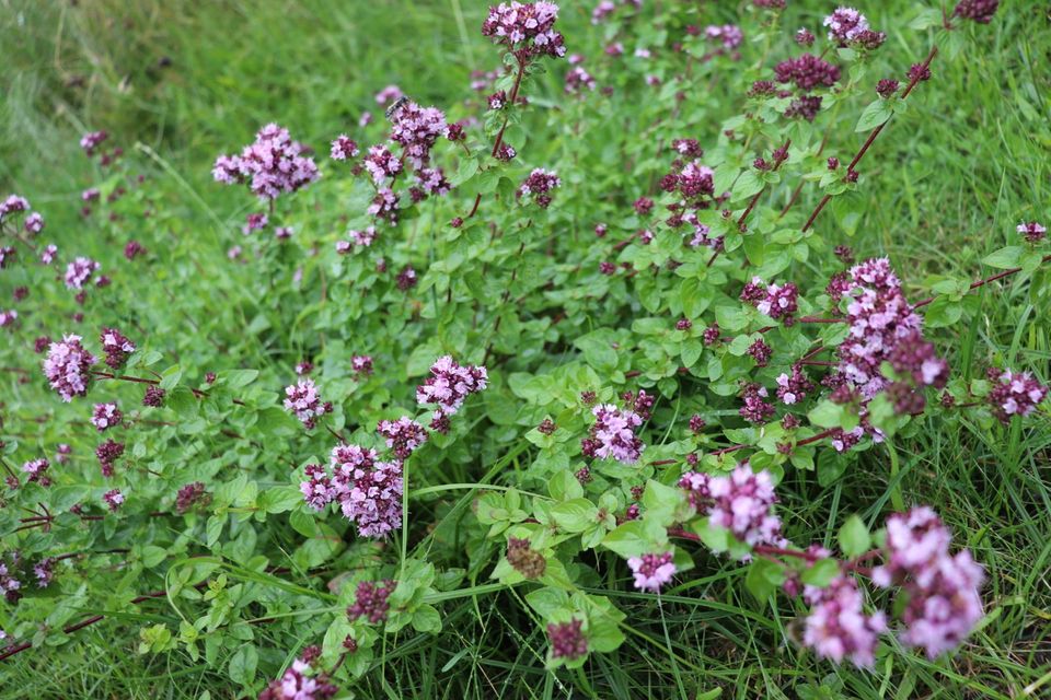 Estragon russischer Estragon herb würzig Kräuter Staude winterhar in Beetzendorf