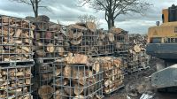 Buche Brennholz zum Selber Hacken Rheinland-Pfalz - Nickenich Vorschau
