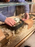 Hamsterkäfig, Terrarium, NP 300€ Dithmarschen - Lohe-Rickelshof Vorschau