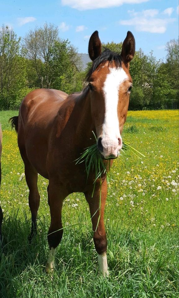 Deutsches Sportpferd Braun Hengst Jährling in Markranstädt