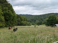 Ponyreiten geführt Hessen - Schlangenbad Vorschau