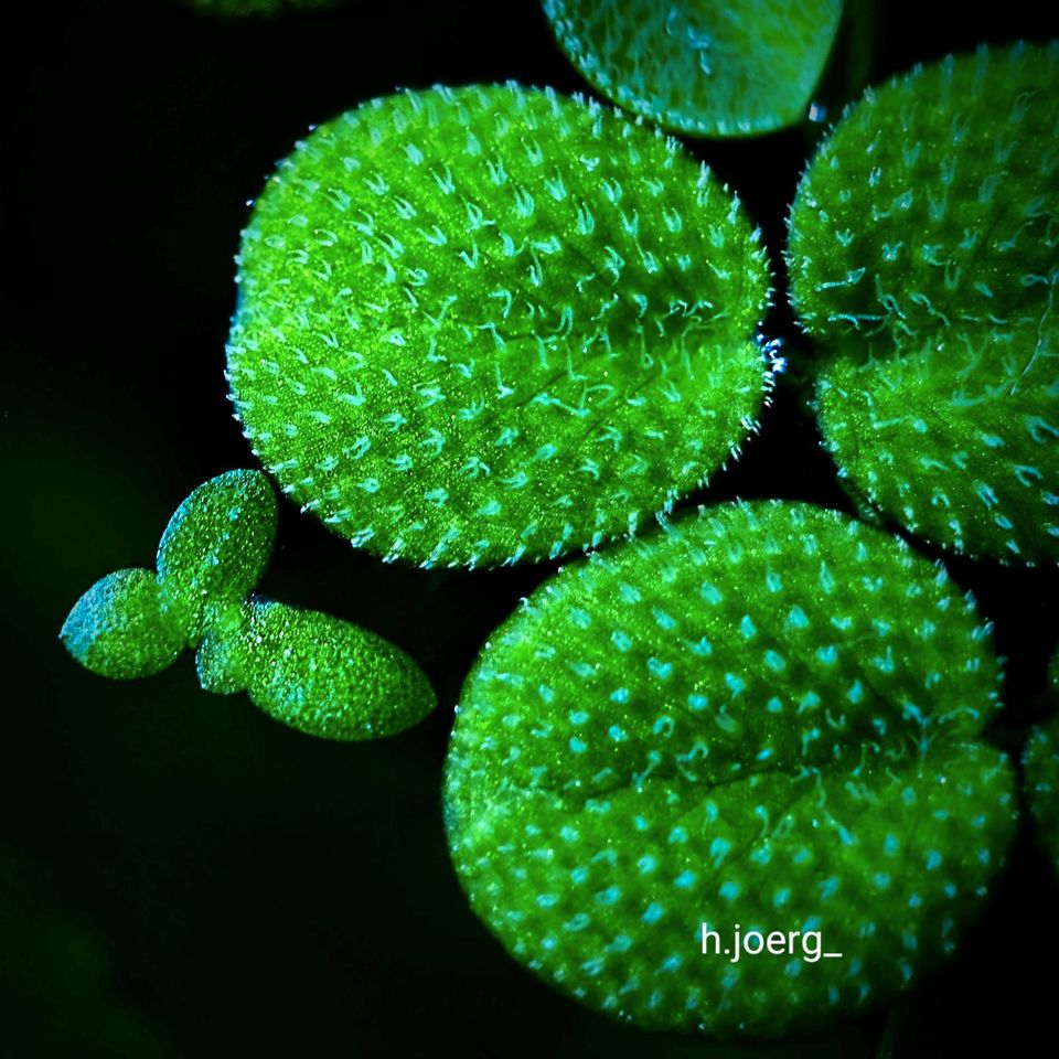 Salvinia/ Schwimmfarn, Wasserpflanzen für's Aquarium in Mittweida