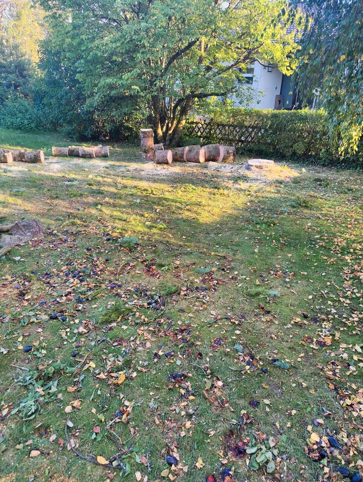 Stubbenfräsen / Wurzeln entfernen / Baumfällung in Stücken in Heidenheim an der Brenz