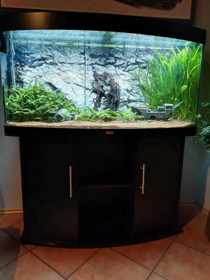 Juwel Vision Aquarium 260 L Komplettset in Duingen