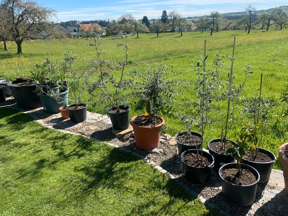 Diverse Olivenbäume in Herdwangen-Schönach