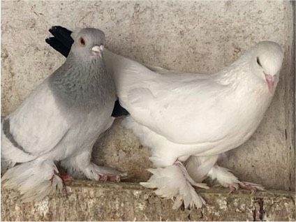 Usbekische Tauben in Willingen (Upland)