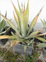 Agaven und Aloe vera Pflanzen Agave tropische Pflanzen Bayern - Oberaurach Vorschau