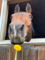 Pferd ( Stute ) sucht neues Zuhause Bayern - Abensberg Vorschau