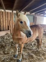 Besondere Haflinger Stute sucht besonderen Menschen Rheinland-Pfalz - Urbach Westerw Vorschau