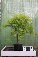 Acer palmatum `Deshojo` Ahorn Ahornwochen Sonderangebot no. 25 Hessen - Dietzhölztal Vorschau