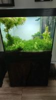 Komplettes Aquarium mit Pflanzen Nordrhein-Westfalen - Porta Westfalica Vorschau