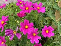 Cosmea Samen Kosmeen Schmuckkörbchen pink Nordrhein-Westfalen - Kall Vorschau