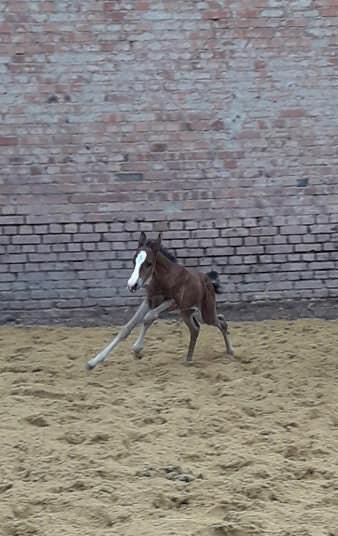 5 jähriges, menschenbezogenes Deutsches Reitpony, Stute, Dressur in Hemmingen