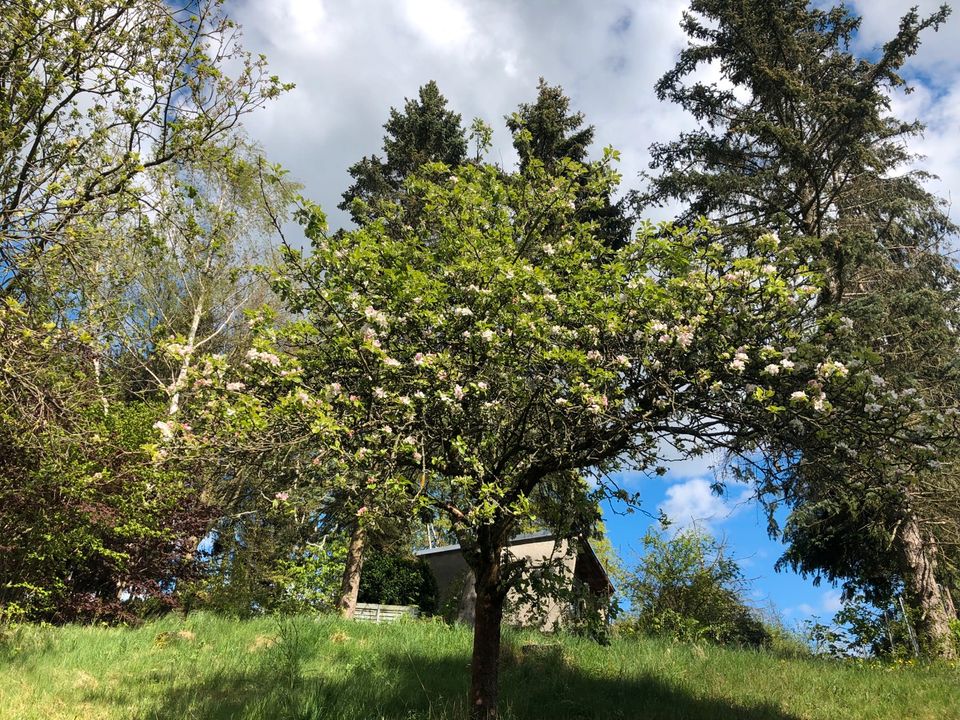 Eigentumsland / Wochenendgrundstück / Garten  Zschopau in Zschopau