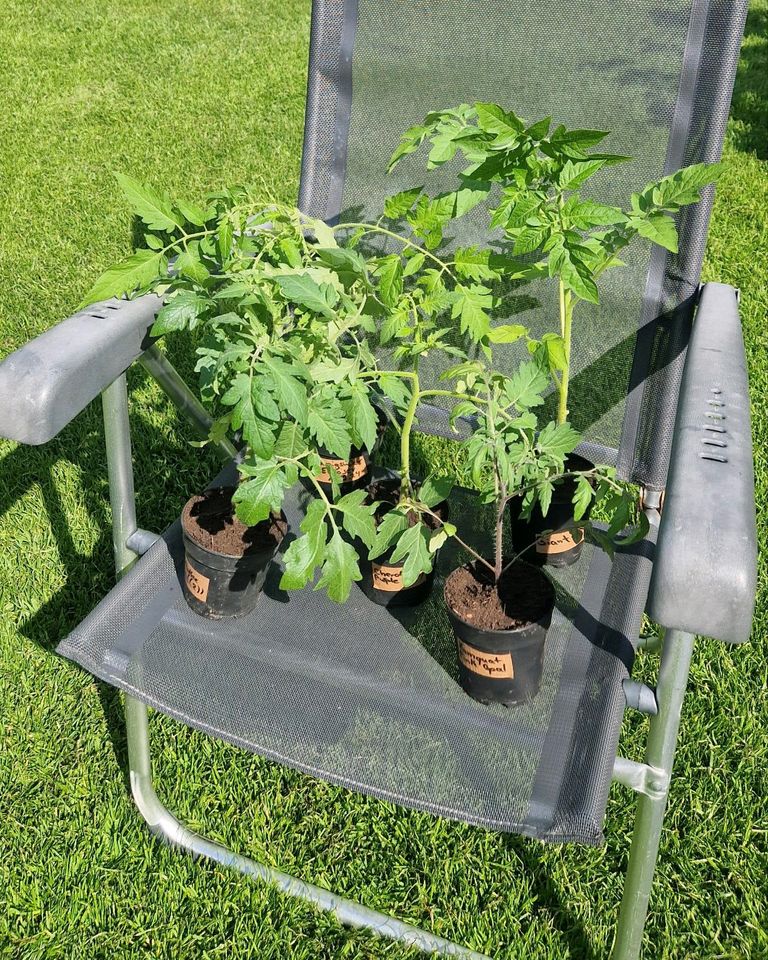 Tausche Tomaten Jungpflanzen in Krefeld
