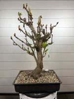 Kastanien Ginkgo Bonsai Prebonsai Rohlinge Bayern - Wettstetten Vorschau