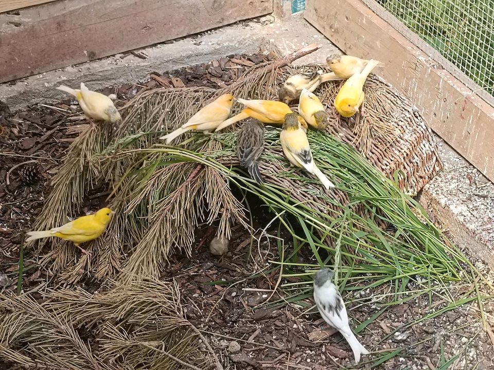 Wunderschöne junge Kanarien Kanarienvögel mit und ohne Haube in Krölpa