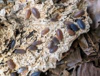 Porcellio scaber 'lava' Morph Mix Asseln Zierasseln Hessen - Heusenstamm Vorschau