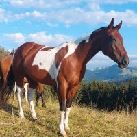 wunderschöne Paint Horse Stute Bayern - Missen-Wilhams Vorschau