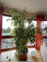 Ficus benjamina Baden-Württemberg - Gottmadingen Vorschau