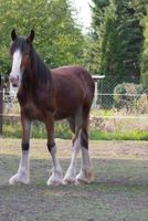 Shire Horse Stute Sachsen - Grimma Vorschau