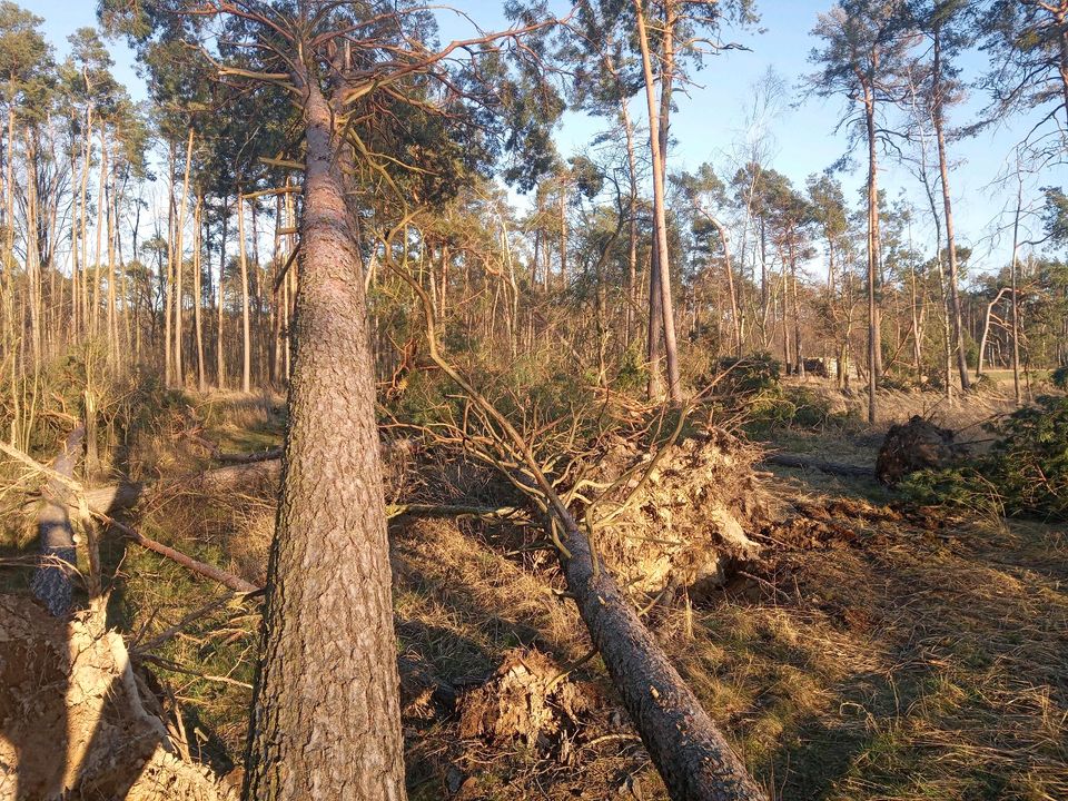 Sturmholzaufarbeitung/ Problembaumfällungen in Blumberg