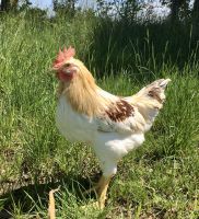 Hähnchen, Gockel, Hahn „Bruderhahn“ schlachtreif 1,7-2 kg Baden-Württemberg - Laupheim Vorschau