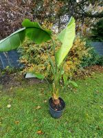 XL Strelitzia nicolai Baumstrelitzie 180cm mit Stamm Strelitzie Ubstadt-Weiher - OT Weiher Vorschau