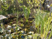 Krebsscheren/Wasseraloe Nordrhein-Westfalen - Emsdetten Vorschau