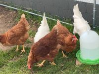 ❌Frische Eier von glücklichen Hühnern ❌ Nordrhein-Westfalen - Weilerswist Vorschau