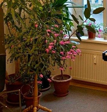 Großer Kaktus Schlumbergera rosa Weihnachtskaktus H 75/  D: 110cm in Leipzig