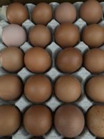 Eier, Freilandeier aus Mobilstall, Eierautomat 24h Baden-Württemberg - Isny im Allgäu Vorschau