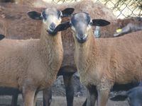 reinrassige Barbados Black Belly Lämmer Schafe Sachsen - Lunzenau Vorschau