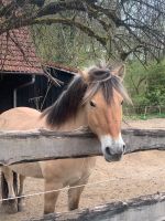 Fjordpferd, Norwegerwallach, Horsemanship, Western Baden-Württemberg - Bad Waldsee Vorschau