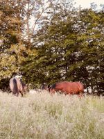 1 Platz  im Offenstall Stall frei bevorzugt an Stute Hessen - Mörlenbach Vorschau