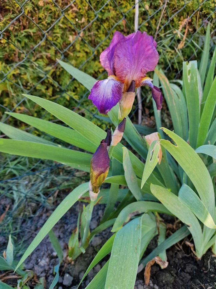 Violette Iris, mit weißer Zunge, Schwertlilie, winterhart in Delitzsch