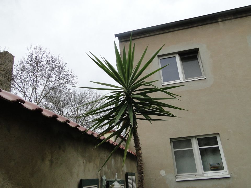 Palme 3,40 Meter Hoch in Zossen-Dabendorf