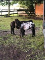 Super liebes Pony „Dropje“ besondere Farbe Niedersachsen - Nordhorn Vorschau