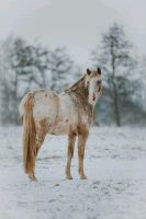 Pony of Amerika Brandenburg - Leegebruch Vorschau